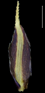 Carex mesoamericana Glume