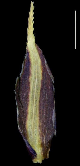 Carex mesoamericana Glume