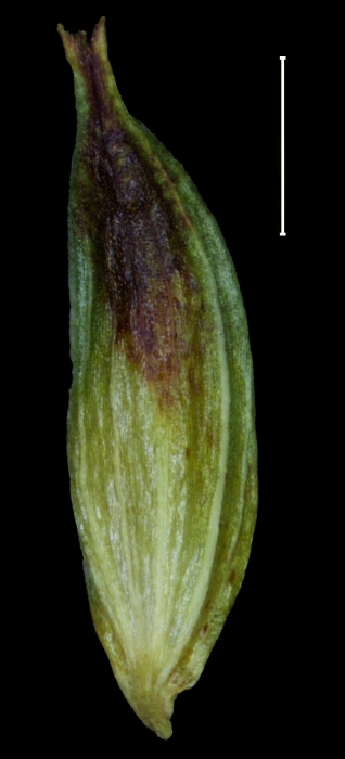 Carex mikasae utricle