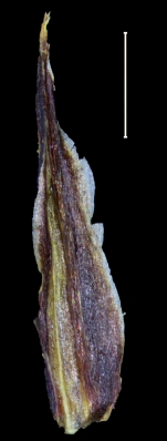 Carex mikasae glume