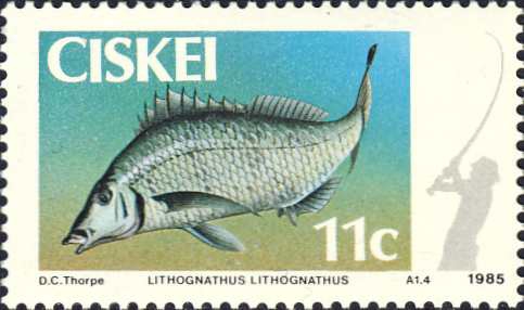 Lithognathus lithognathus Lithognathus lithognathus