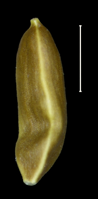 Carex mikasae achene