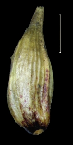 Carex nahuatl utricle