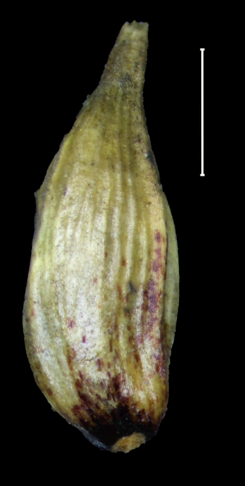 Carex nahuatl utricle