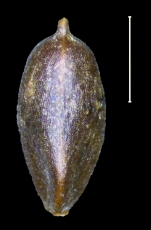 Carex nahuatl achene