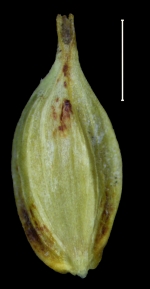 Carex purepecha utricle