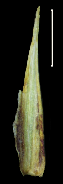 Carex purepecha glume