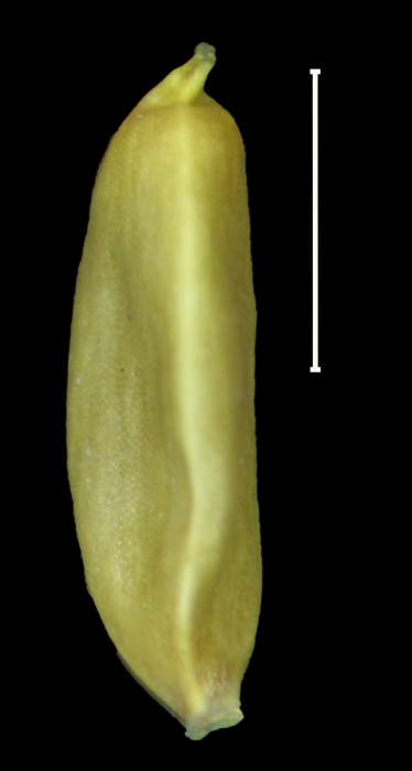 Carex purepecha achene