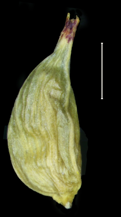 Carex tepuyana utricle