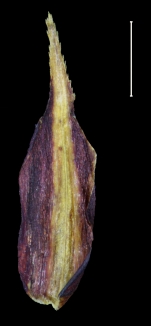 Carex tepuyana glume