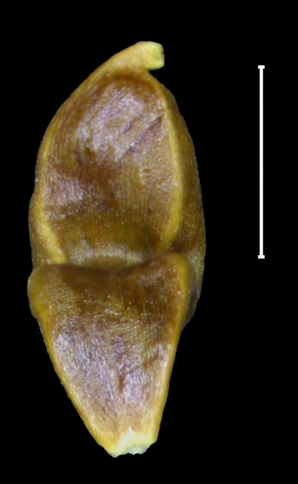 Carex tepuyana achene