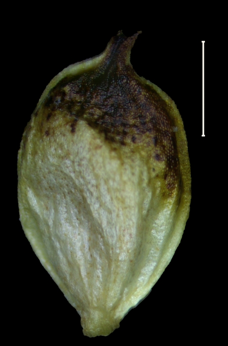 Carex transmexicana utricle