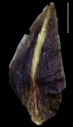 Carex transmexicana glume