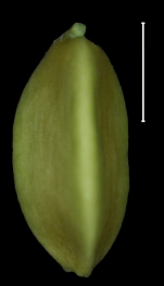 Carex transmexicana achene