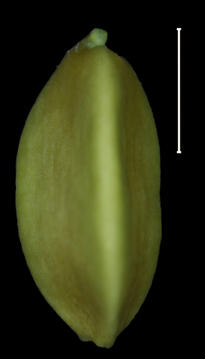 Carex transmexicana achene