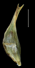 Carex tuxtleca utricle