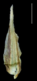 Carex tuxtleca glume