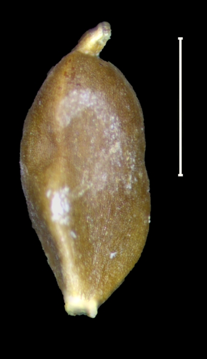 Carex tuxtleca achene