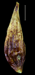 Carex xipetotecana utricle