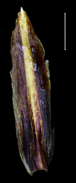 Carex xipetotecana glume