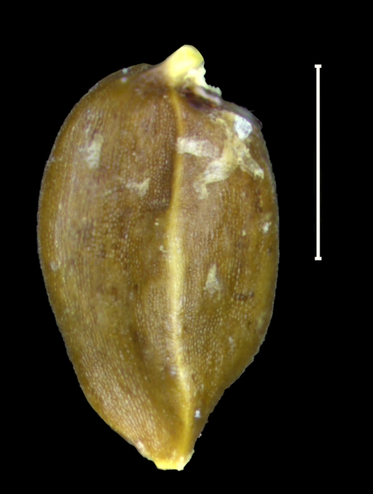 Carex xipetotecana achene