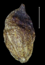 Carex catamarcensis utricle