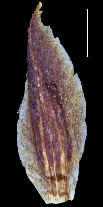 Carex catamarcensis glume