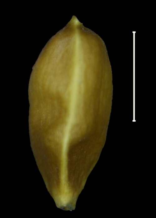 Carex catamarcensis achene