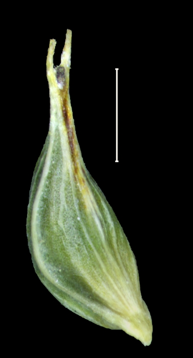 Carex chordalis utricle