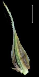 Carex chordalis glume