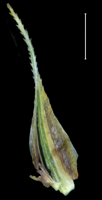 Carex chordalis glume