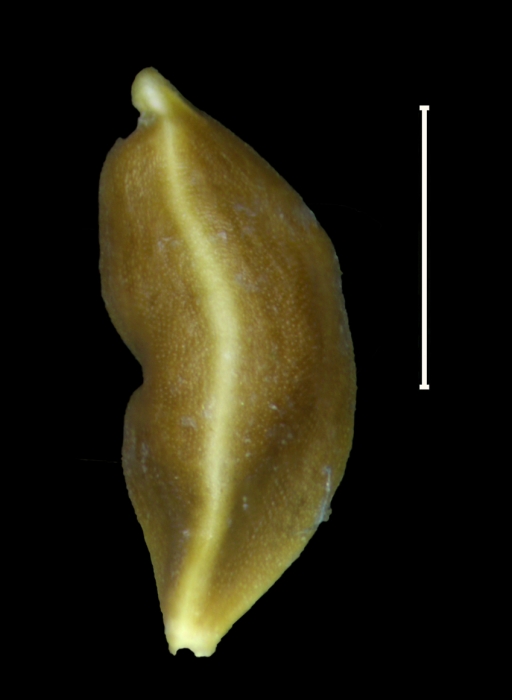 Carex chordalis achene