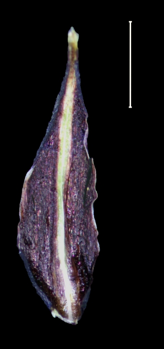 Carex cortesii glume