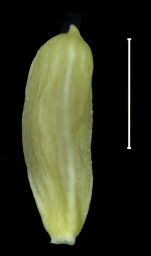 Carex cortesii achene