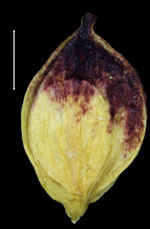 Carex crassiflora utricle