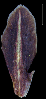 Carex crassiflora glume