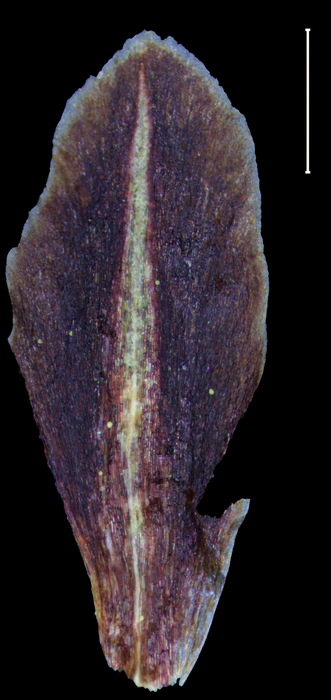 Carex crassiflora glume