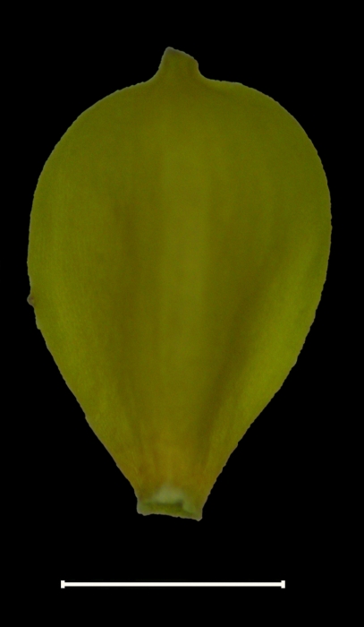 Carex crassiflora achene