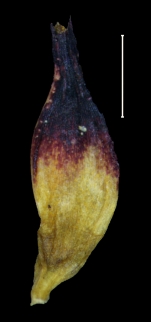 Carex david-smithii utricle