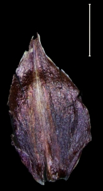 Carex david-smithii glume