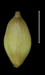 Carex david-smithii achene