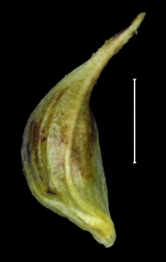 Carex donnel-smithii utricle