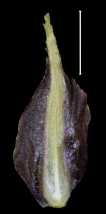 Carex donnel-smithii glume