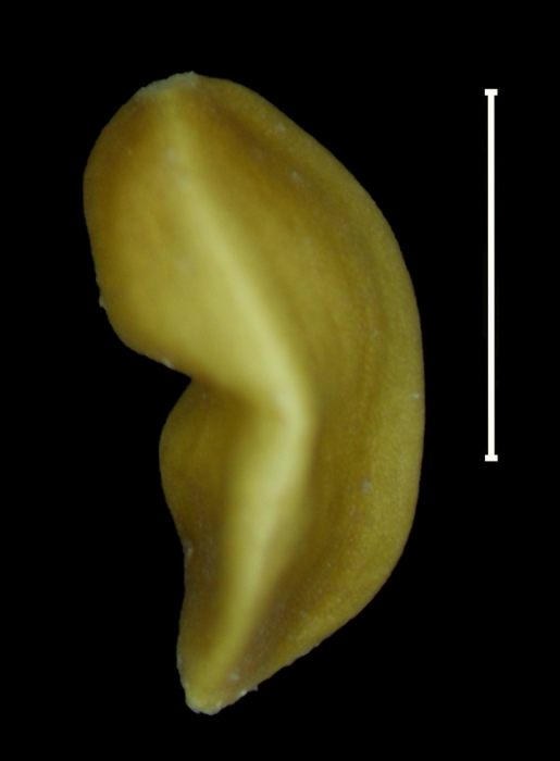 Carex donnel-smithii achene