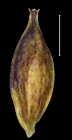 Carex galeottiana utricle