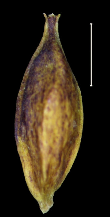 Carex galeottiana utricle