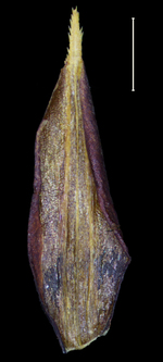 Carex galeottiana glume