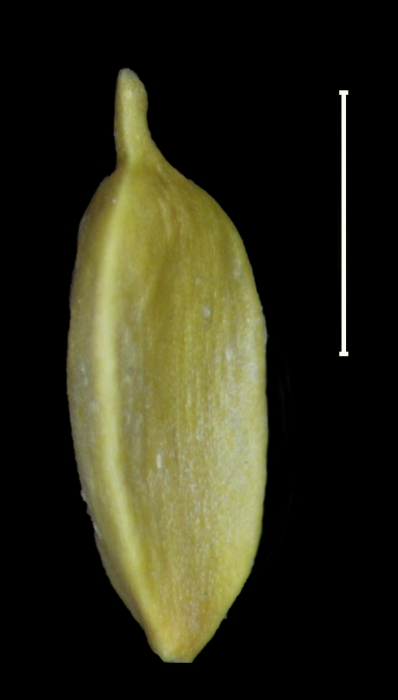 Carex galeottiana achene