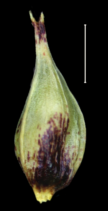 Carex jamesonii utricle