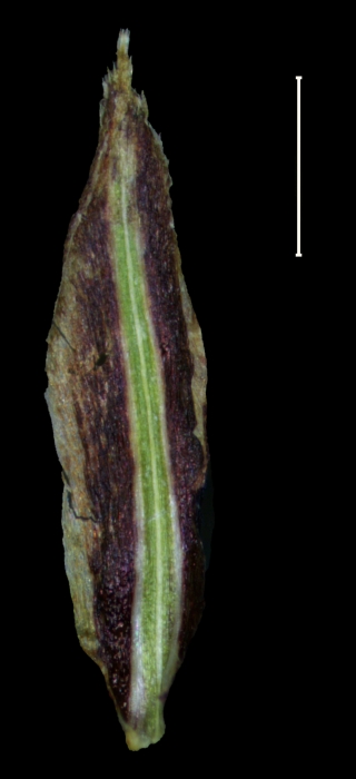 Carex jamesonii glume